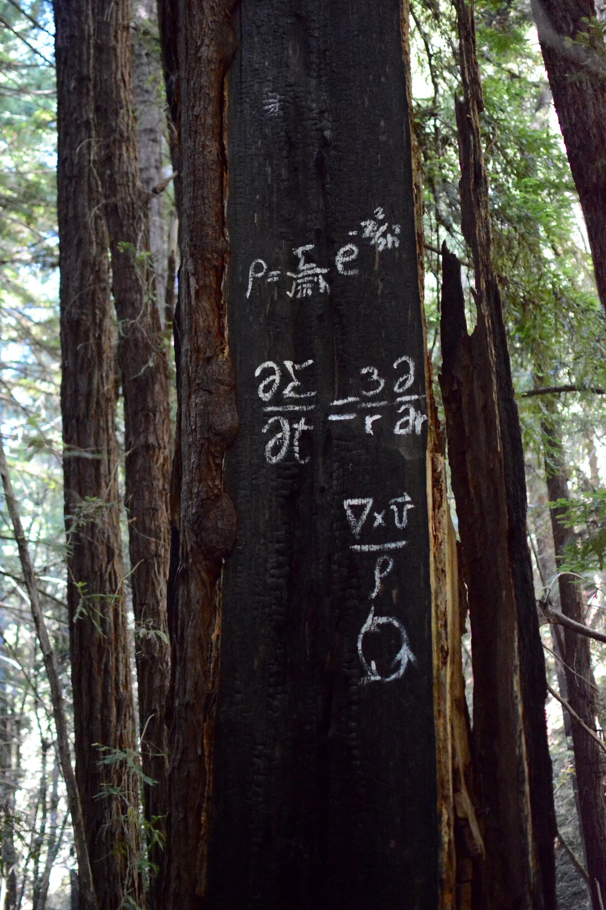 Equations on a redwood trunk